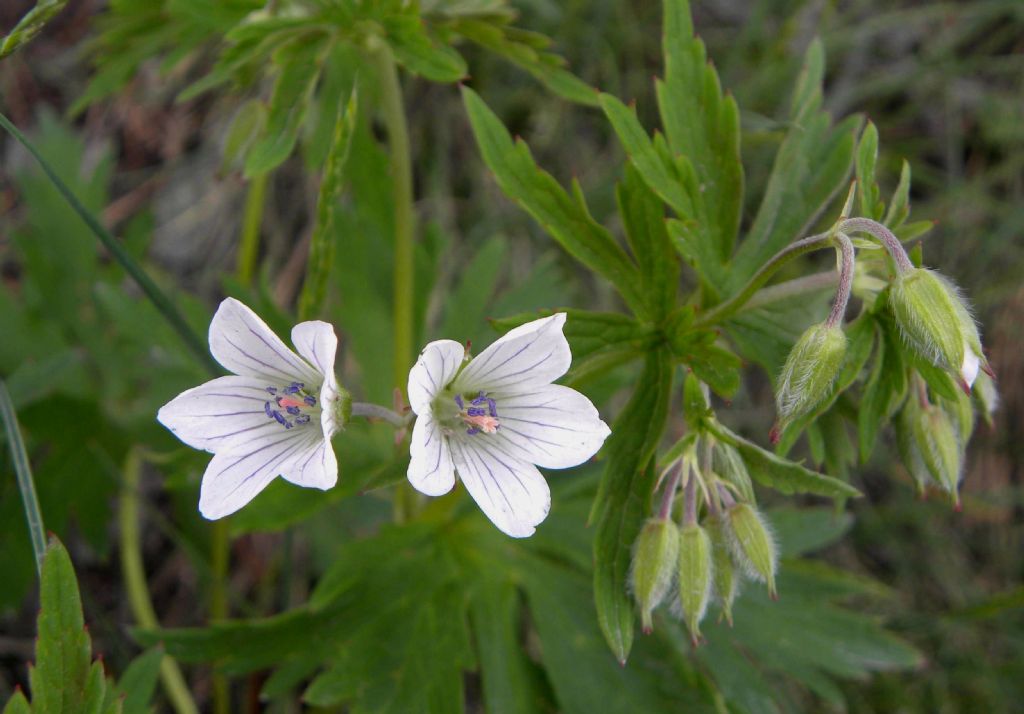 Geranium rivulare